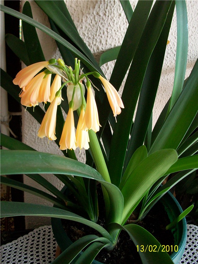 klivija - lat. Clivia miniata